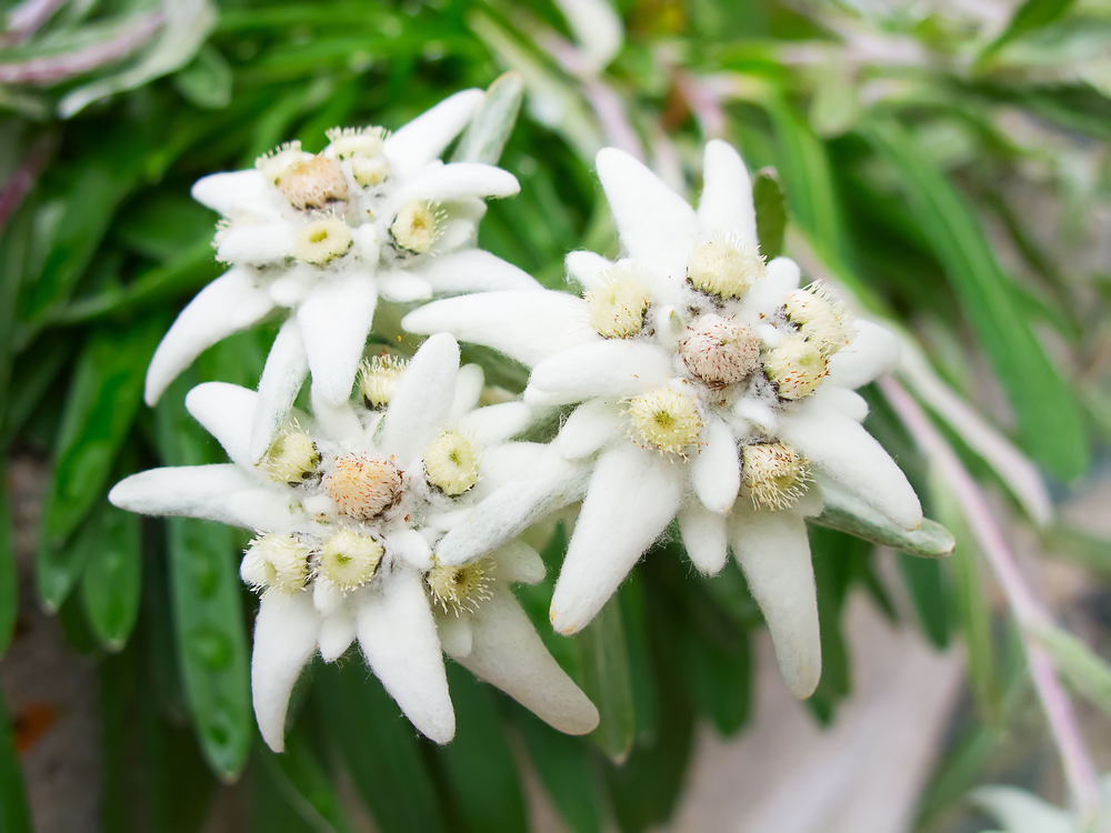 エーデルワイスの花